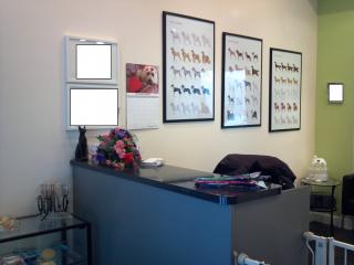 Businesses For Sale-Businesses For Sale-West Side Luxury Pet Spa-Buy a Business