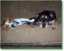 Businesses For Sale-Businesses For Sale-Internet Pet Sitting Concern-Buy a Business