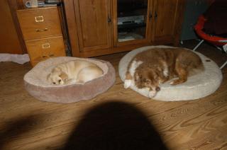 Businesses For Sale-Businesses For Sale-Lucrative Pet Sitting B-Buy a Business