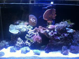 Businesses For Sale-Businesses For Sale-Tropical Fish Store-Buy a Business