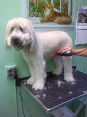 Pet Grooming in Prime Manhattan Pet Grooming in Prime Manhattan