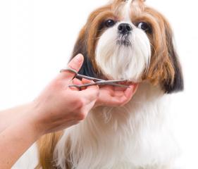 Businesses For Sale-Pet Grooming-Buy a Business
