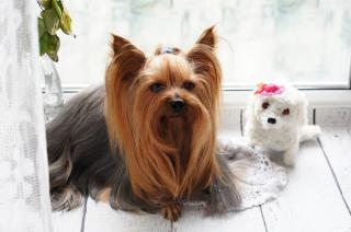 Busy Pet Grooming Business in Bergen County, NJ