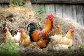 Halal Poultry Farm