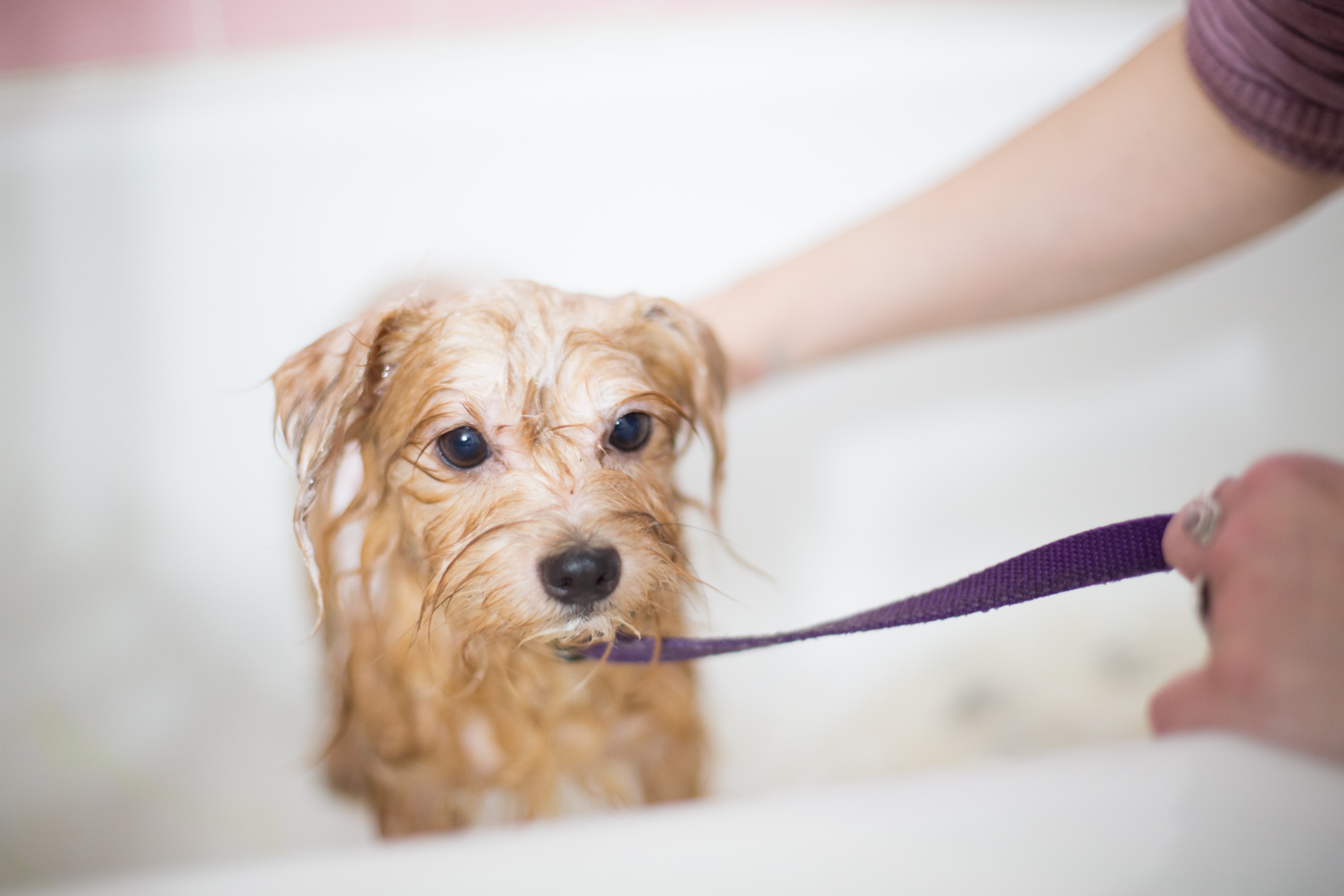 Pet Grooming Salon Business for sale in Suffolk Co