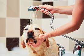 Local Pet Grooming Salon for Sale in AL