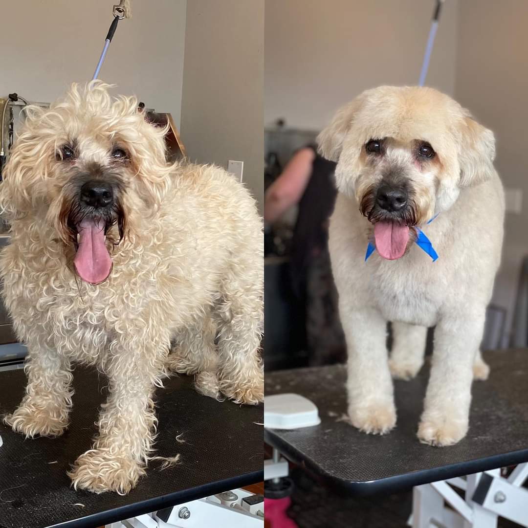 Businesses For Sale-Pet Grooming-Buy a Business