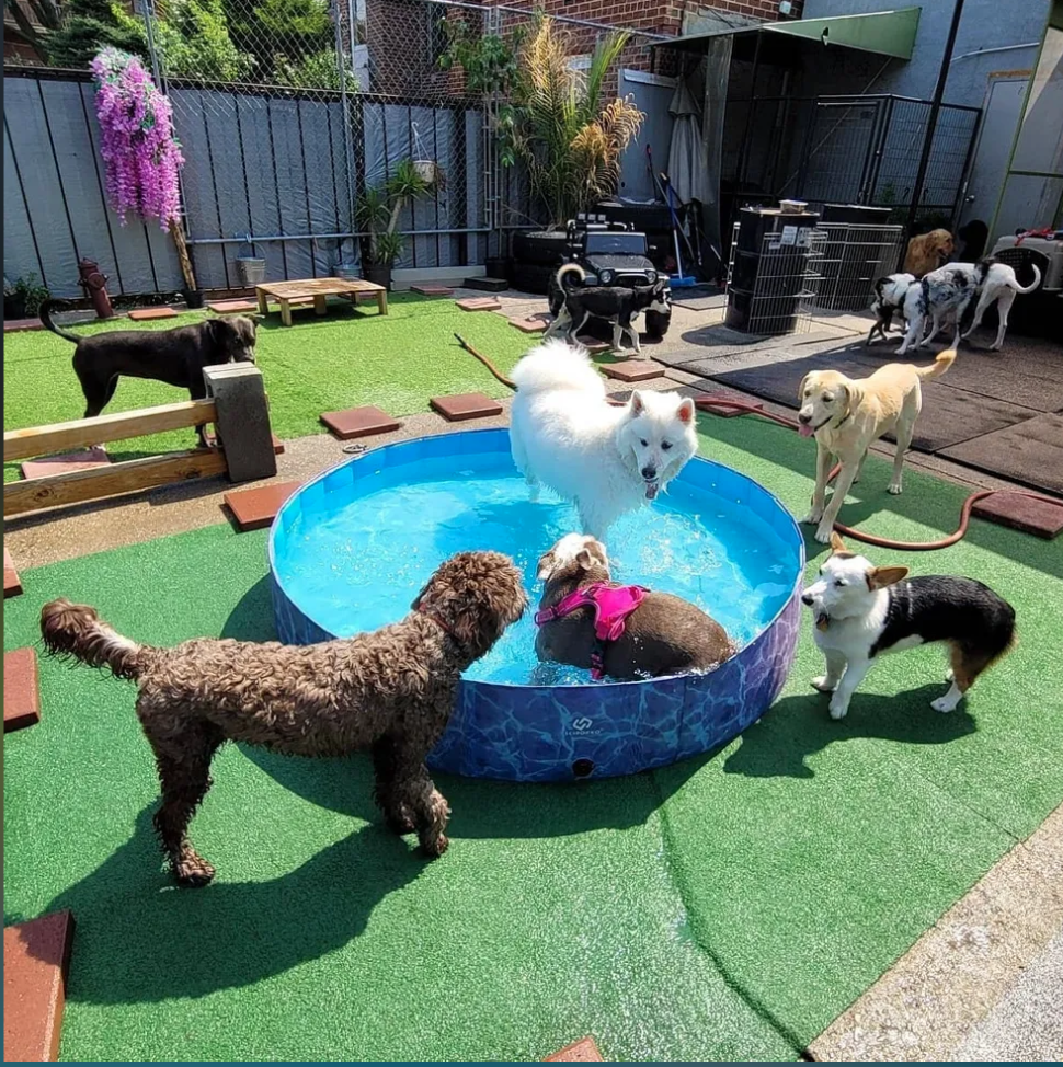 Dog Hotel Business For Sale in Queens County, NY