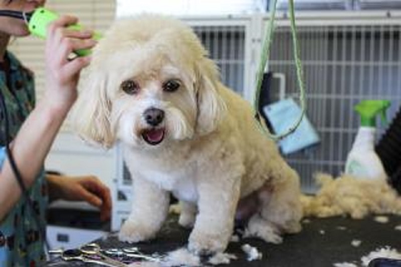 Retail Pet Boutique & Grooming Spa