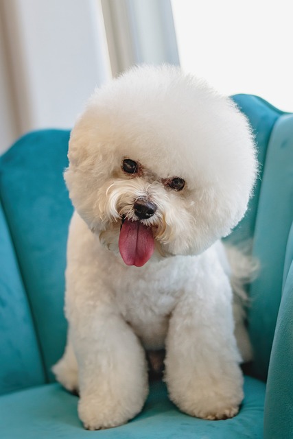 Absentee Run Pet Grooming Business for Sale in MA