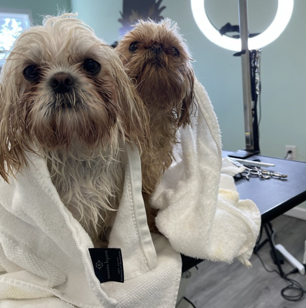 Dog Grooming Business for Sale in New Jersey
