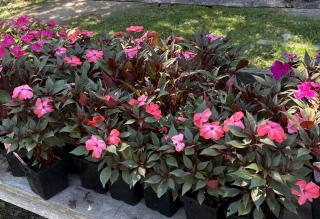 Landscaping Company