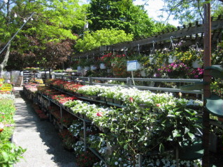 Businesses For Sale-Wonderful Nursery Garden Center For Sale-Buy a Business